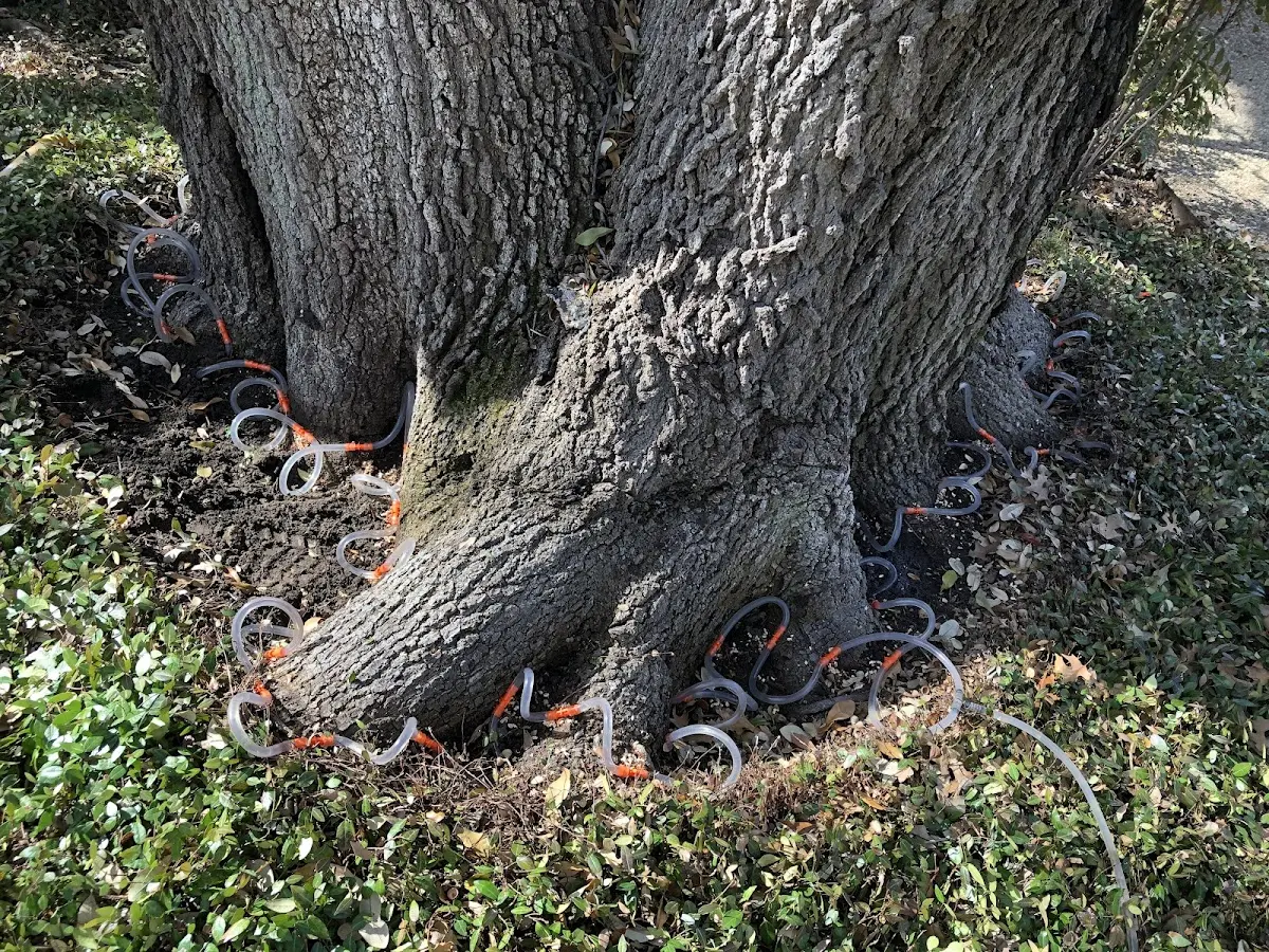 Detailed Tree Cabling and Bracing job site in Rio Frio