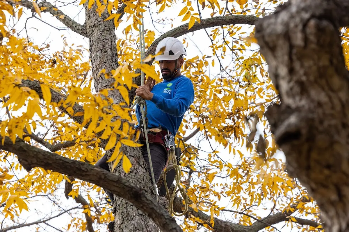 Skilled Tree Transplanting crew working in Rio Frio